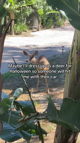 Halloween costume idea