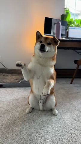 Does your shiba also yell at you? 🙄 #shiba #scream #demanding #doge #tricks 