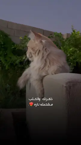 ذگرتك والـگلب مشتعله ناره ❤️‍🔥. #سيف_عامر #تصويري_احترافي_الاجواء👌🏻🕊😴 #عباراتكم_الفخمه📿📌 #قطط #الانبار_موصل_بغداد_اربيل_كل_المحافظات 