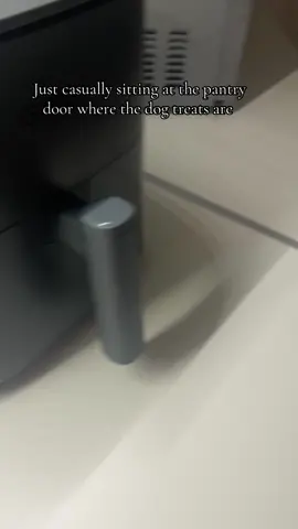 From side eye to a stare off #labsoftiktok #desperatedog #fyp #funnydog 