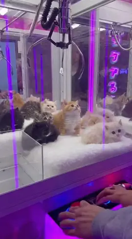 siz hangi kediyi alırdınız? #cat #keşfet #cute #funny #kediler 