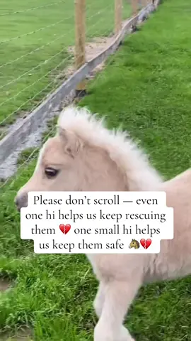 Please don’t scroll — even one hi helps us keep rescuing them 💔