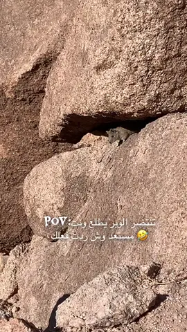 #فار الجبل 🤣🤣🤣#ذيب_المقارح 