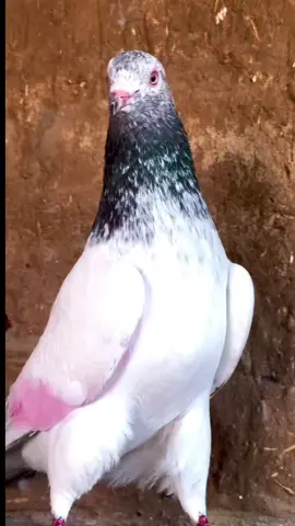 #pigeon #kabotar #shok #کبوتر #شوق 