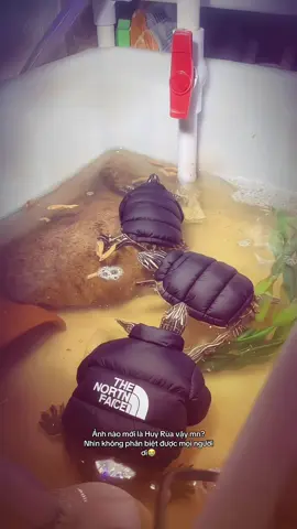 Ảnh 3 em Rùa mặt áo phao tớ nhặt trên f.b í mà quên của anh chị nào up rồi chính chủ có thấy clip hay ai nhớ nguồn thì nhắc tớ cre với nha,xin phép chủ 3 em Rùa cho em up vid nha tại dễ thương quá với mấy ẻm giống thằng Huy Rùa nhà em quá😭😭#juhoon #cortis 