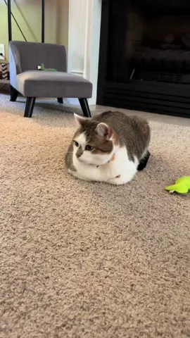 we tried to get her to play 😭 #cat #cats #catsoftiktok #pet #pets #PetsOfTikTok #cute #funny