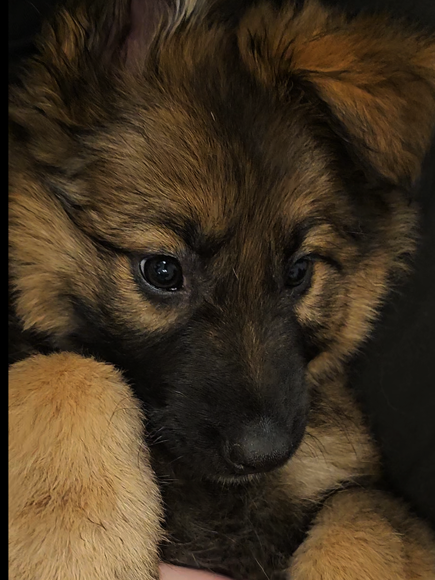 oh, i love cuddles.. 🥹 #germanshepherd #aldeutscheshäferhund #germanshepherdsoftiktok 