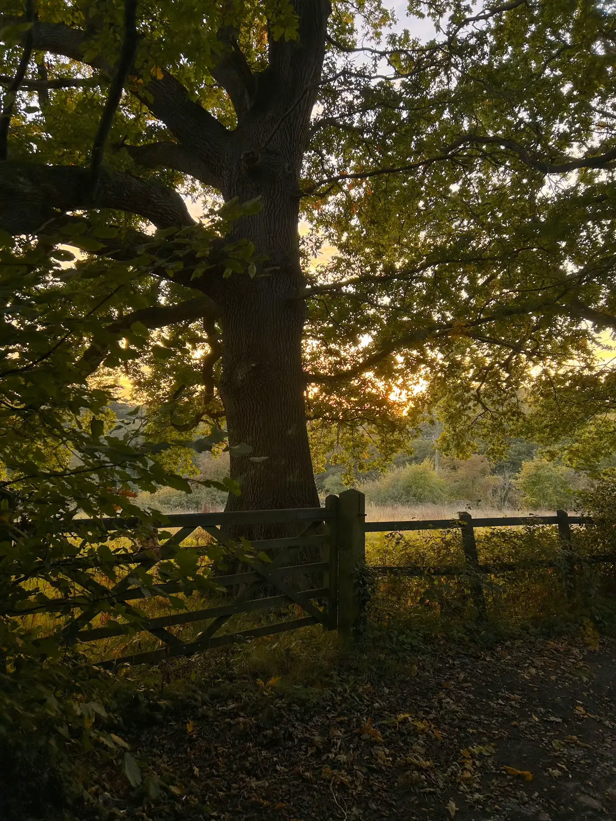 orange leaves and cosy scarves 🍁 