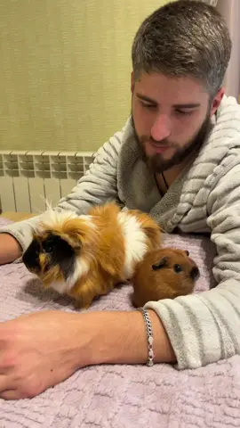 Папка нянькує 😆 #морськасвинка  #guineapigs  #домашніулюбленці 