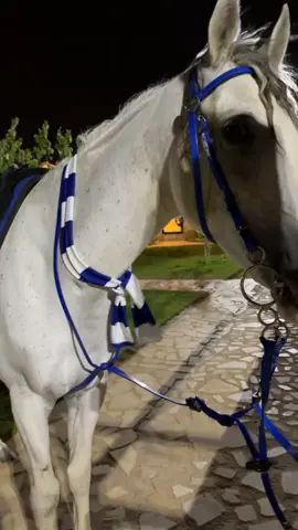 مايجملك الا شعار الهلال 🤍💙 #خيل #الهلال #السعودية #اكسبلور #الرياض 
