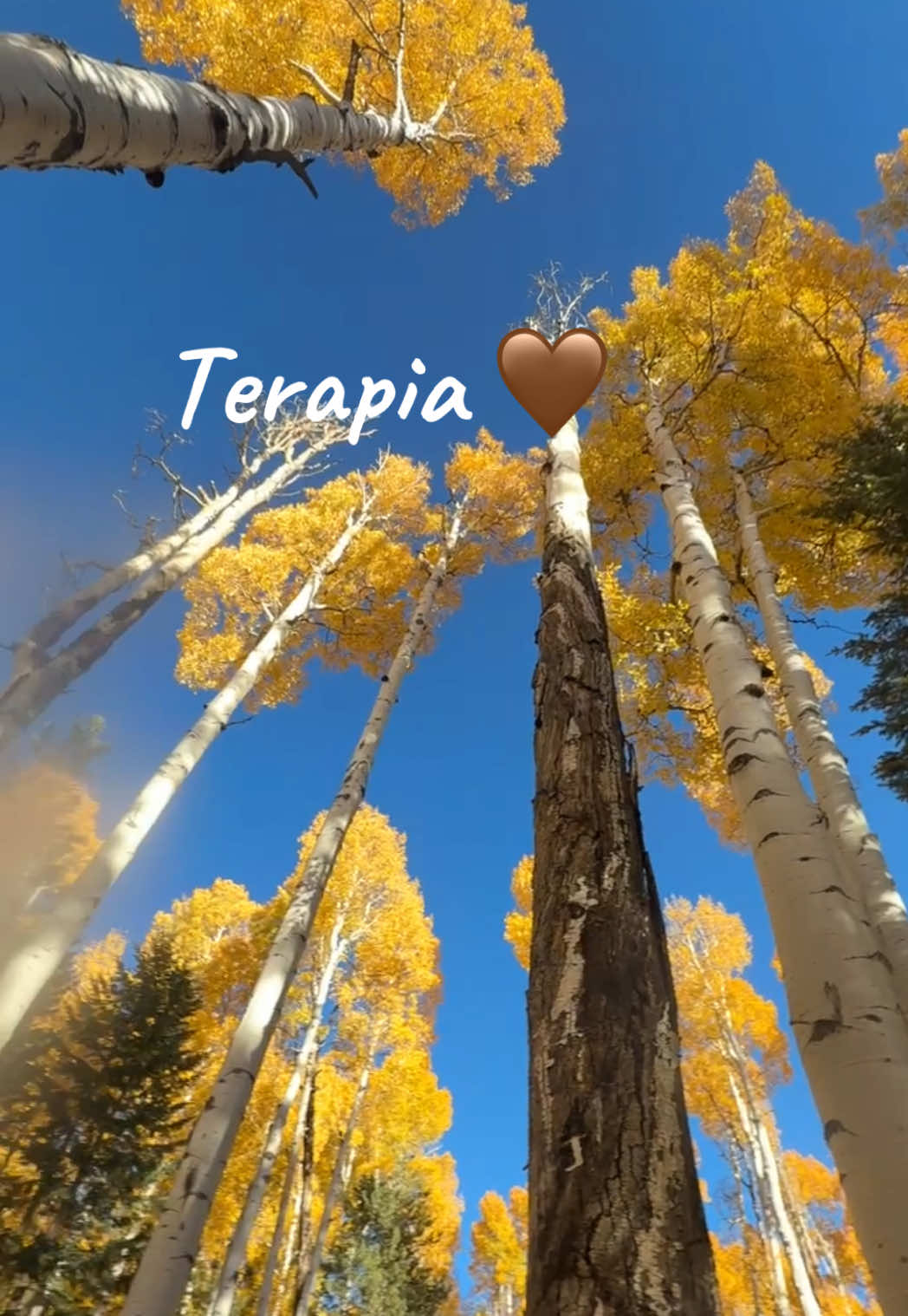 #yorkie #mascotas #perritos #yorkiesoftiktok #pupies 