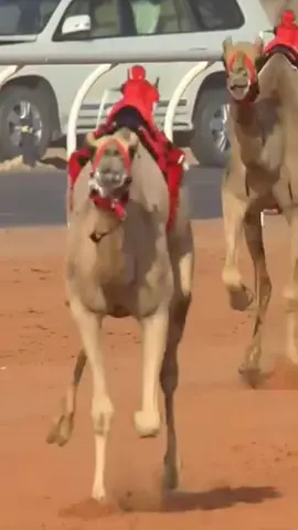 الواريه🗡️🗡️🗡️#ماشاءالله_تبارك_الله_اذكروا_الله #fyp #explore #هجن_الرياسة #هجن 