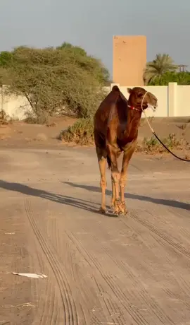 ود شهبار 