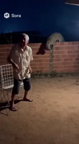 Ele lembrou de não fazer contato visual com a onça. 🐆 