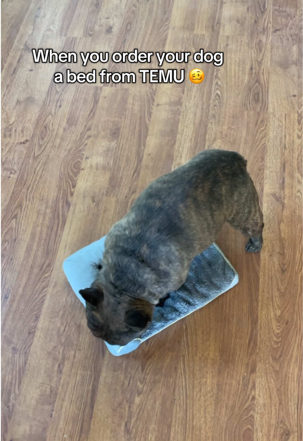 TEMU review 😂 #fyp #frenchie #frenchbulldog #Achilles #dog 