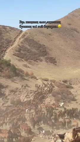 #қанша бас бар? #лямдарр🤑