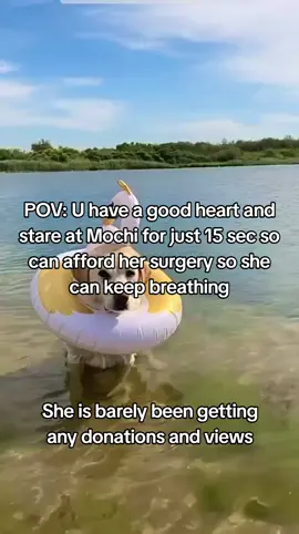 𝗗𝗼𝗻𝗮𝘁𝗶𝗼𝗻 𝗶𝗻 𝗯𝗶𝗼❤️ This is Mochi my little baby, my best friend, my whole world. She was just diagnosed with a life-threatening illness, and without treatment..she won't make it. The vet said we need $4300 to start her care and give her a real chance Watching her get weaker each day is the hardest thing l've ever faced. 1 just want to hold onto her a little longer. Please...if you see this, help us. Even $1 or just a share could save her life, She's only 4 years old ...she still has so much love left to give Help us save Mochi's life. Thank you from the bottom of my heart #savemydog #savemybaby #doglove 