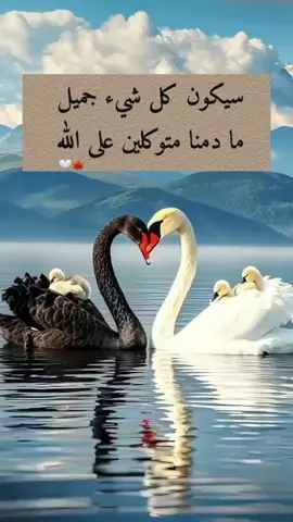 توكل على الله 🤍🍂#الحمدالله_علی_کل_حال❤ #راحة_البال_وهدوء_النفس🥀🖤 #خواطر 