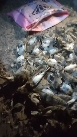 #طيور 