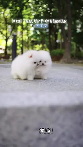 Mini teacup Pom #miniteacuppuppies #fyp #usa🇺🇸 #viralvideos #creatorsearchinsight @Mini Teacup Puppies 