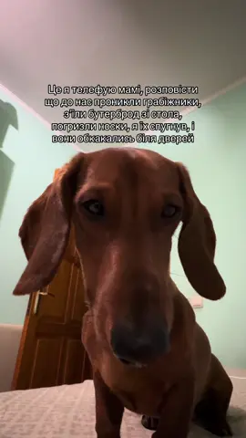 Оце так новини 🤣🤣🤣 #дніпро🇺🇦 #такса #собаки #породатакса #таксасобака 