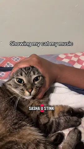 #thechosen112 #cat #catsoftiktok #music 