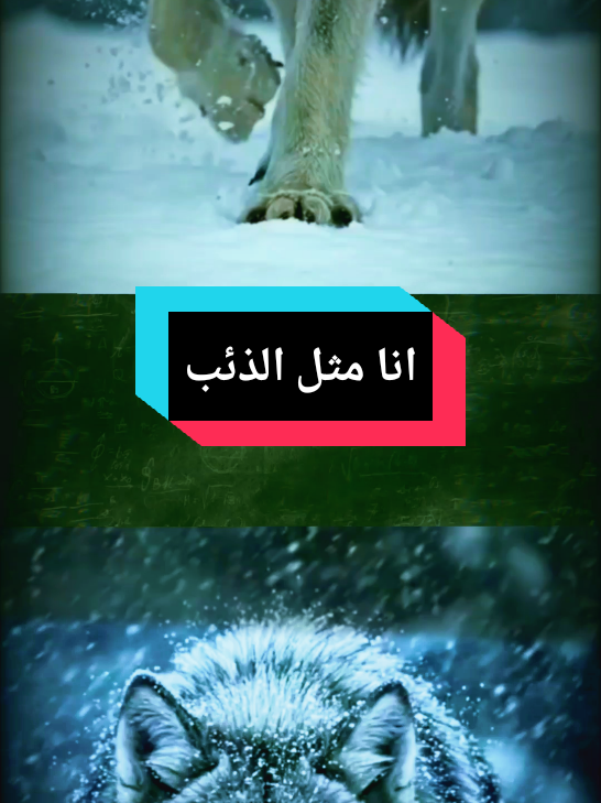 انا مثل الذئب#الذئب السيقما🇩🇿 جيش الذئاب الثقة والتواضع والعزة والكبرياء كل افراده جيش واحد لا يوهان ولا يستهان#VozDosCriadores #اكسبلور 