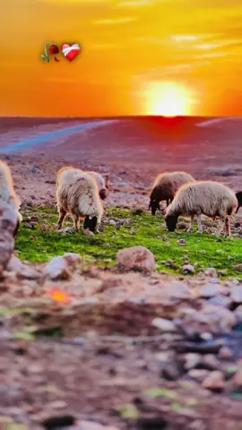 #arapçaşarkı #arapçaatabe #keşfetbeniöneçıkar #arapçaatabe #orjinalçekim📸 #manzaravideoları #arapçaatabe #arapçaşarkı 