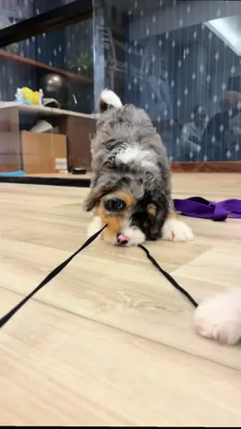 MAJOR CUTENESS ALERT!!! 🔥 Find your breath, release your stress, and get licked by pure cuteness. Want to do yoga with puppies or simply adopt a puppy?!  Go check out pawsandpose_yoga on instagram for more events and details!! @pawsandpose6  #cleveland #yoga #puppy #viral #puppyyoga 