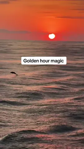 Golden hour magic with the favorite locals 🐬✨ 🎥 @William  #dolphins #sunset #marinelife #oceanvibes #nature 