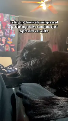 He’s a grumpy old man but now I feel bad #cattok #catsoftiktok #fypシ 