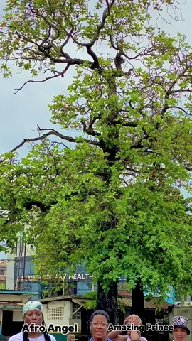 ❤️❤️❤️❤️❤️❤️❤️@Amazing Prince #liberiantiktok🇱🇷🇱🇷🇱🇷 #fyp #afroangel #ghanatiktok🇬🇭 #liberiabestfemaledancer 