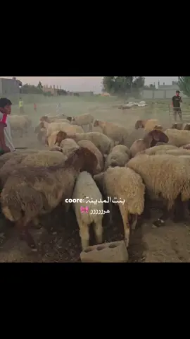 🙂😂😂هرررر  #ديرالزور #syria🇸🇾 #explore #مالي_خلق_احط_هاشتاقات🧢 