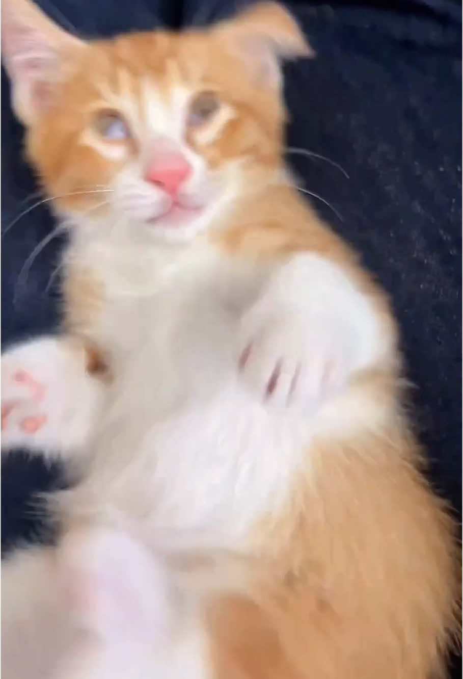 Funny cat compilation #cat #funnyvideos #funnyanimals #foryou #fyp 