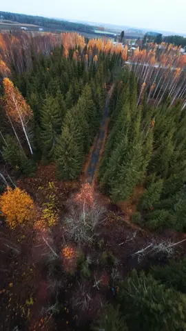 just cruising!😎#fpv #fyp 