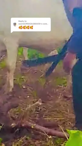 Replying to @user6539842638845h 