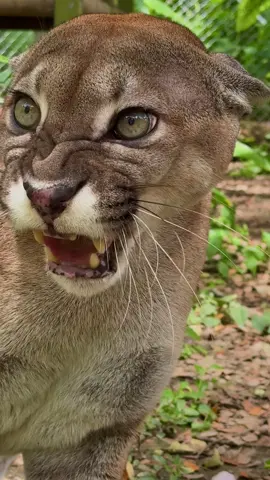 Coupar (Puma concolor) The cougar (Puma concolor) is a solitary and stealthy feline, widely distributed from Canada to southern Chile. With its slender body, golden coat, and intense gaze, it is a top predator that plays an essential role in maintaining ecosystem balance by regulating the populations of other species. Its adaptability allows it to live in forests, mountains, and even deserts. Although it usually avoids contact with humans, its territory has been affected by deforestation and hunting. Wildlife belongs to freedom, not captivity.  #wild #nature 