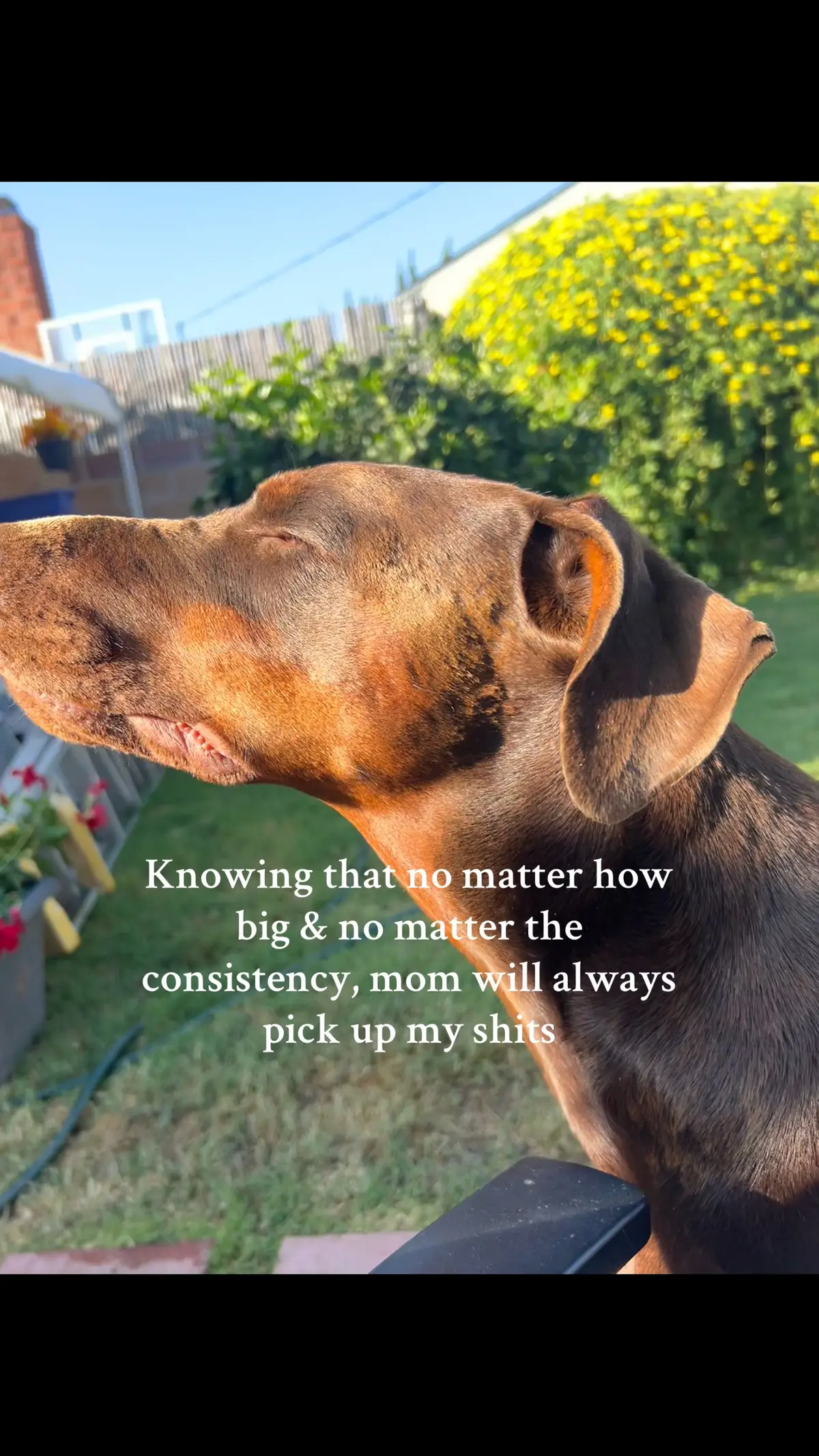 #freedom #lifehacks #fyp #doberman 