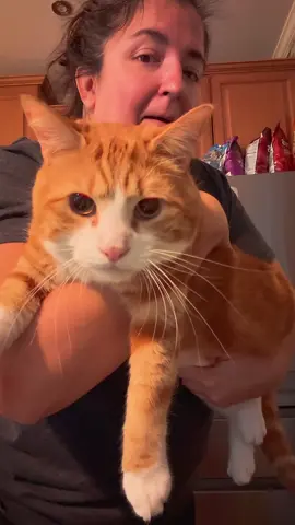 #cat #catsoftiktok #funny #pet 