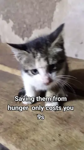 Even 10$ can help to feed these stray souls #creatorsearchinsights #londan🇬🇧🇬🇧🇬🇧🇬🇧🇬🇧 #canada_life🇨🇦 #Donation #usa🇺🇸 