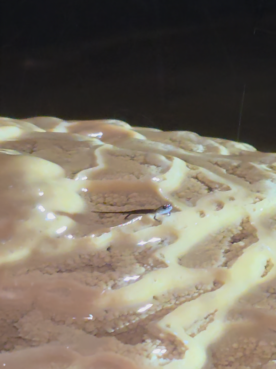 Has anyone ever seen anything so small and cute!? #fyp #cave #salamander #caving #adventure 