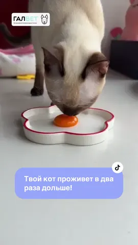 Твой кот проживет в два раза дольше!👇👇👇 Продукты для продления жизни кота:  1️⃣ Желтки перепелиного яйца - для здоровья печени и шерсти.   2️⃣ Куриные сердечки - источник таурина для сердца.   3️⃣ Тыквенное пюре - улучшает пищеварение.   4️⃣ Куриная печень - витамины для иммунитета.   5️⃣ Лососёвое масло - омега-3 для суставов и кожи.  