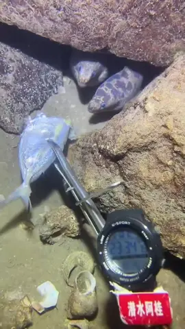 I'm a diver and I share my videos every day #diver #ocean #moray #cave#cucumber 