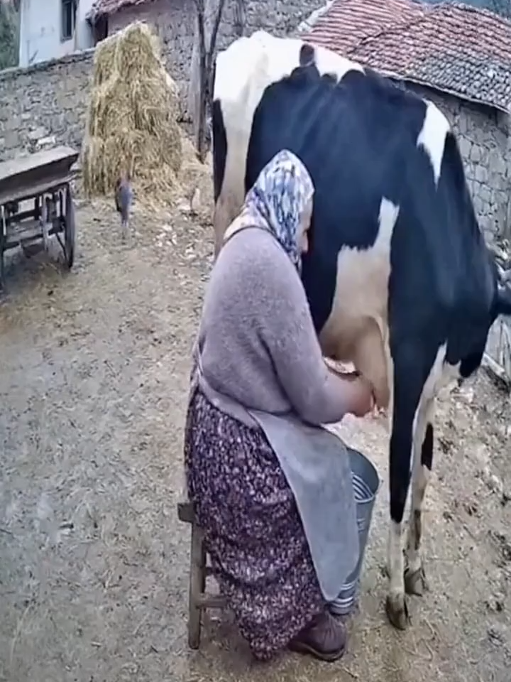 Teyze ineği sağarken bir anda olan olayda şok geçirdi.#komik #komikvideolar #keşfet #keşfetteyizzz #viral #funny #cctv #interesting