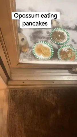 I have an opossum outside that likes to eat pancakes. He needs to eat before winter. #opossum #opossumsoftiktok #pancakes #eating #fypシ 