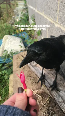 🌷 #fyp #fy #trend #bird #crow 