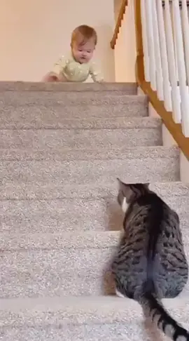 Cat funny video for kids | Funny cat video compilation #funny #funnyvideos #funnycat #haha #pet 