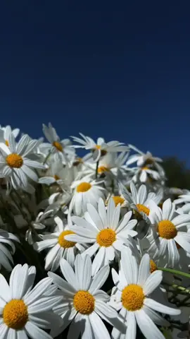الحياة بخير مادام هناك أشخاص قلوبهم كالسماء وارواحهم كالنور وابتسامتهم هي الزهر في عبوس الارض 🕊