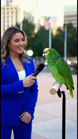 Flirty Parrot Answers Reporter: ‘Why You Came to USA?’ 😆🐦 #FunnyParrot #TalkingAnimals #AnimalComedy #CutePets #viralvideos 