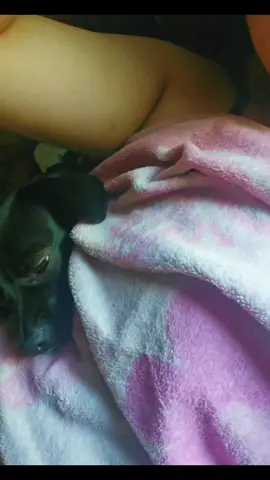 My persephone is one in a million🥲🫶🏻shes been by my side for 4 years now and truly a great protecter and a lovable doge🥹🥹 (peep her falling asleep) #furmama #spreadpossitivitynotnegative #nativetiktok #dogsoftiktok #fyp 